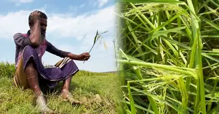 প্রতিকূল পরিস্থিতিতে চাপে কিশোরগঞ্জের কৃষকরা; কৃষক কার্ডই কি আনবে স্বস্তি?